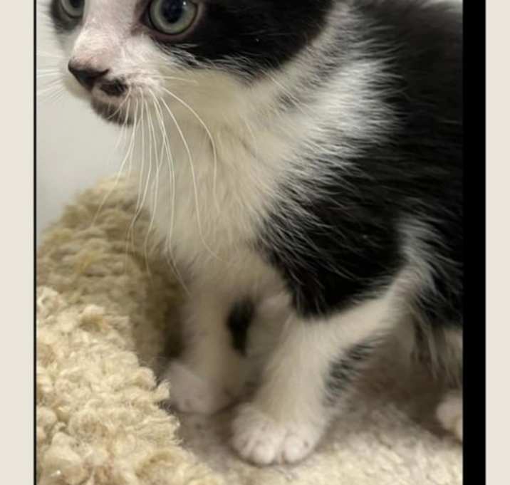 Photo of Chocolate Chip