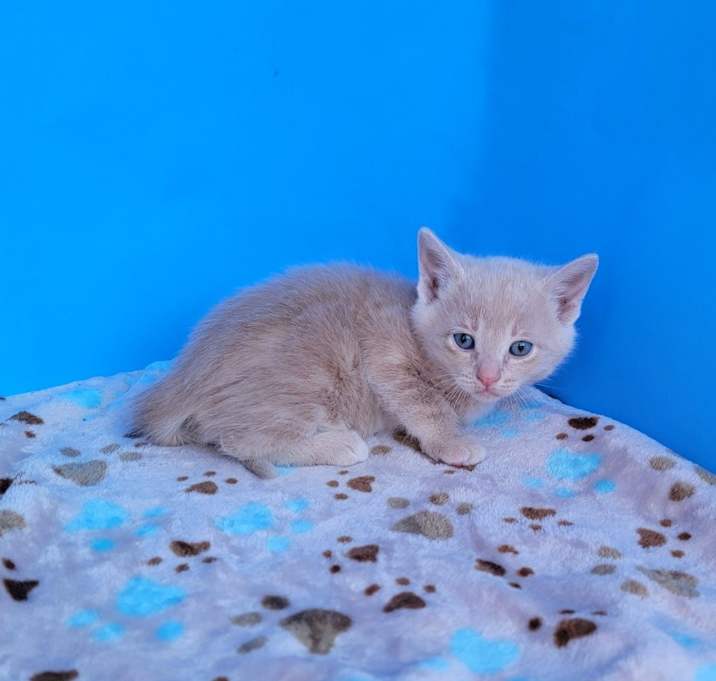 Photo of Kid