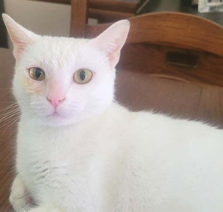 Photo of Shelby