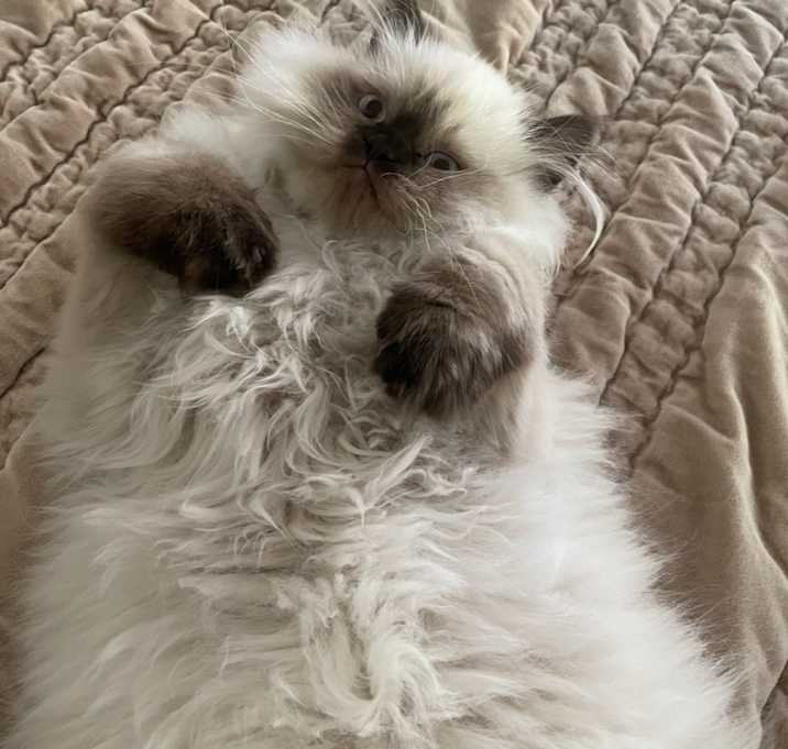 Photo of Leopold/Leo