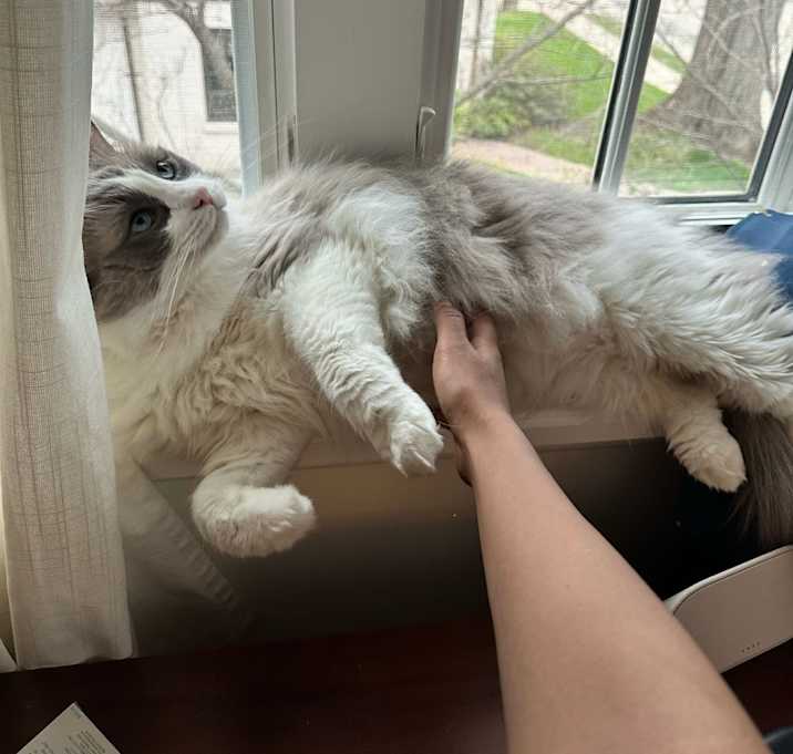Photo of Bentley