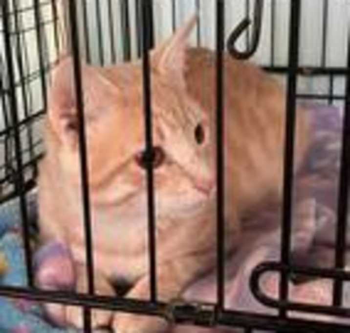 Photo of Herman