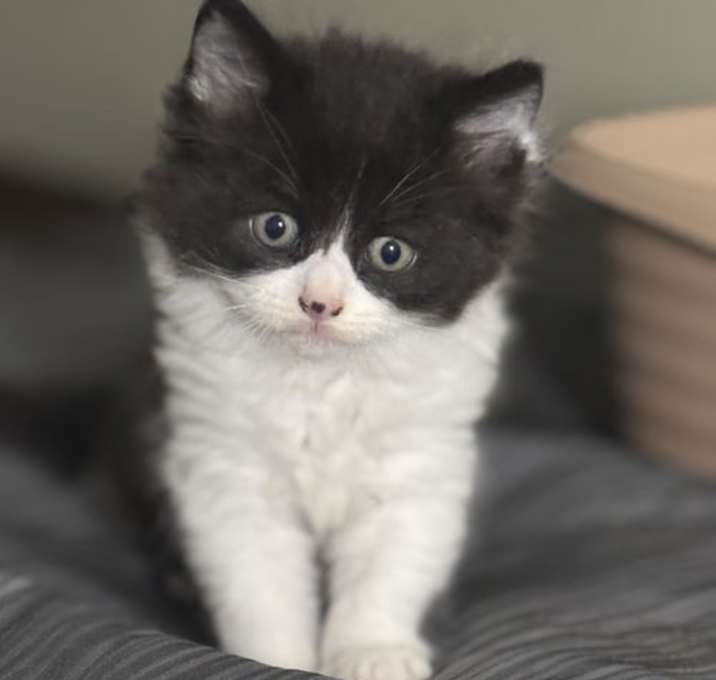 Photo of Zorro