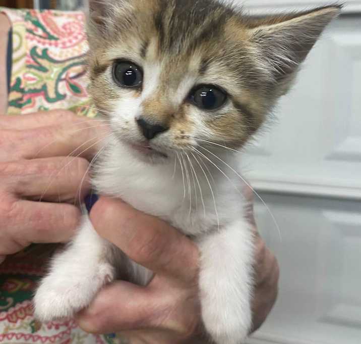 Photo of Pip
