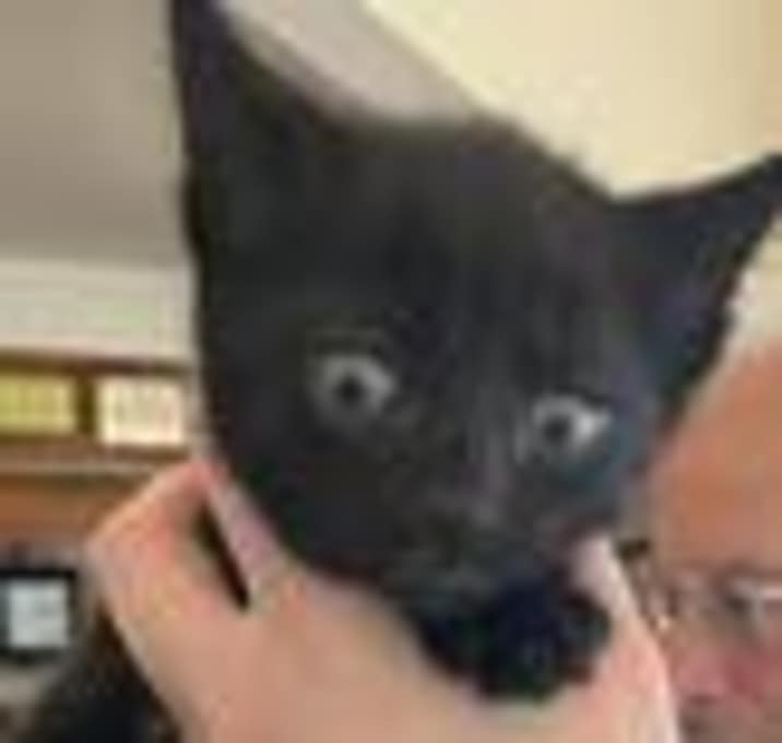 Photo of Indie