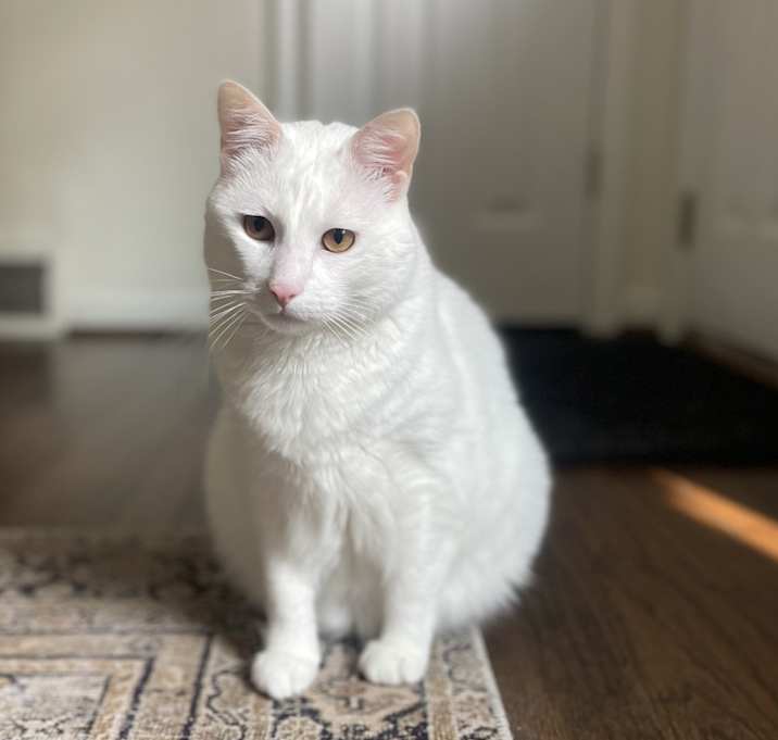 Photo of Romeo