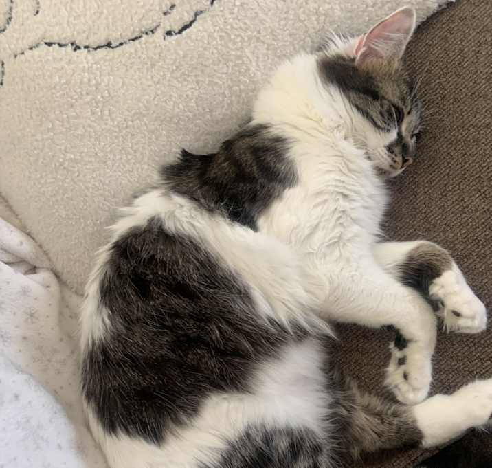 Photo of Smudge