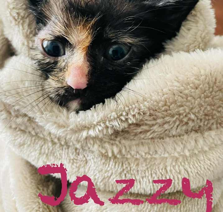 Photo of Jazzy