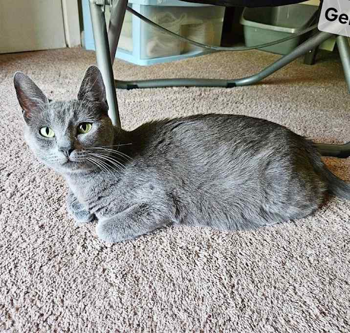 Photo of Gemini