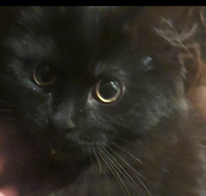 Photo of Hershey