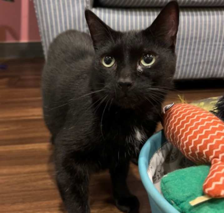 Photo of Felix (bonded with Amelia)