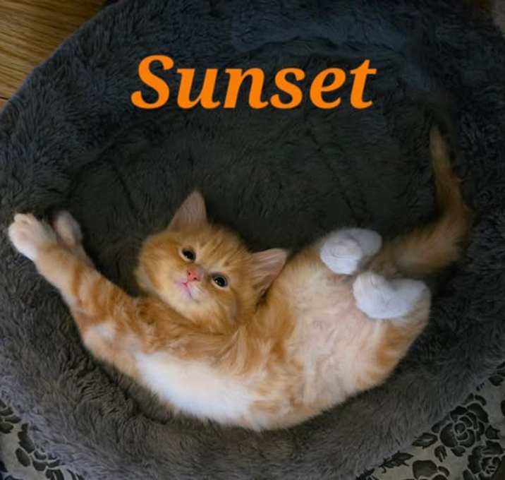 Photo of Sunset
