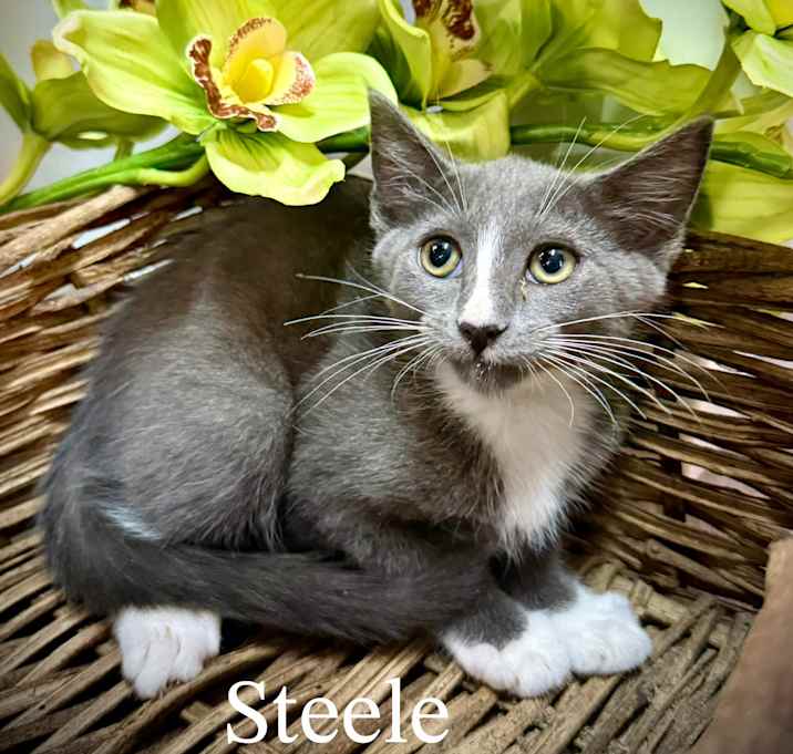 Photo of Steele