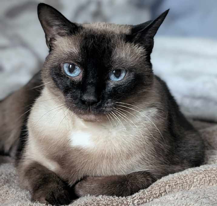 Photo of Willow