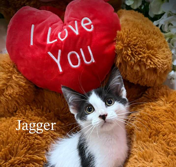 Photo of Jagger