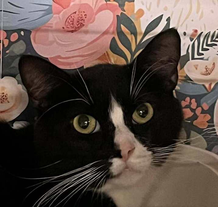 Photo of Mouse