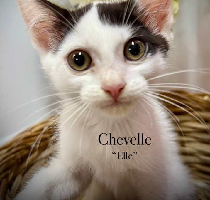 Photo of Chevelle "Elle"