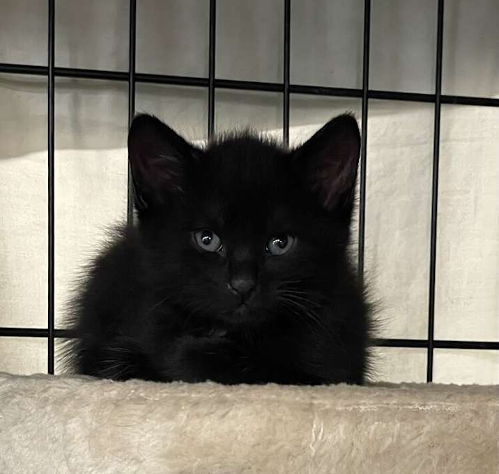 Photo of Wren