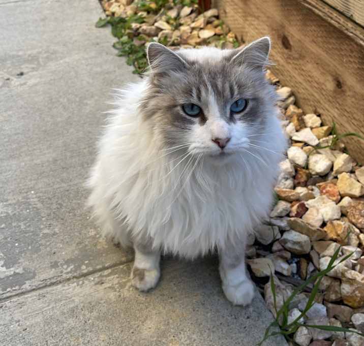 Photo of Fluffy