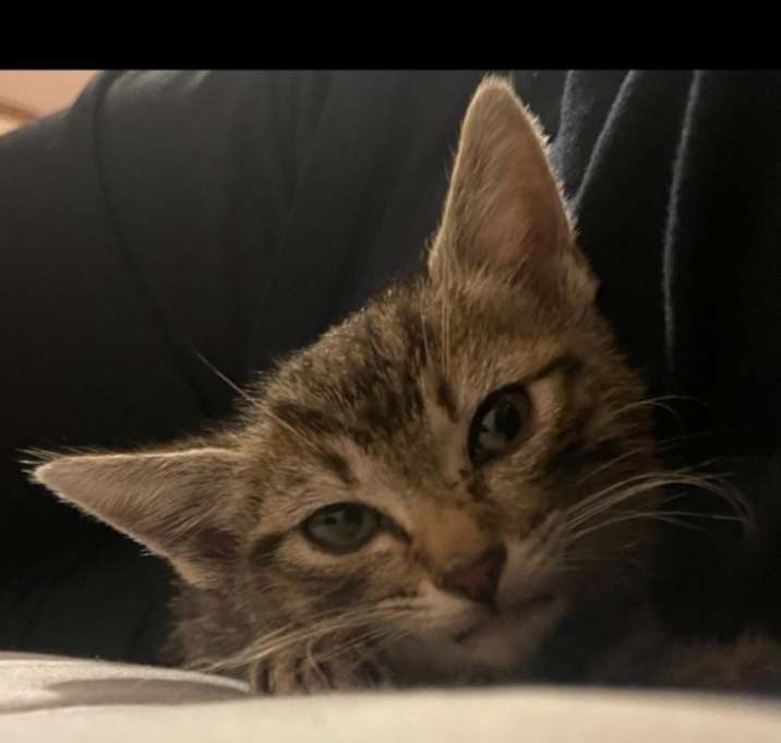Photo of Misty