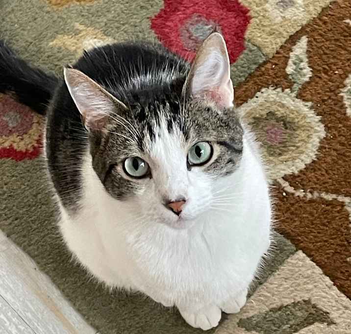 Photo of Cypress