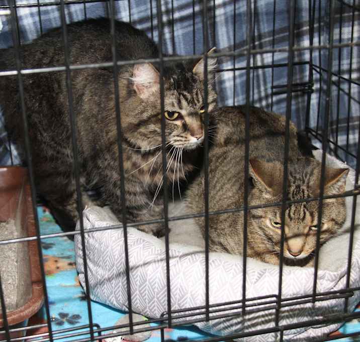 Photo of Daisy Mae & Angel (BondedPair)