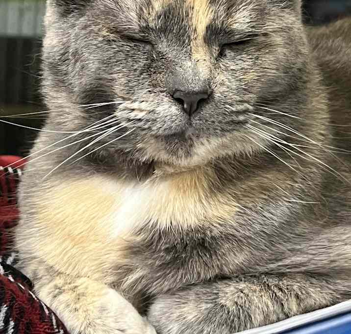 Photo of Professor McGonagall