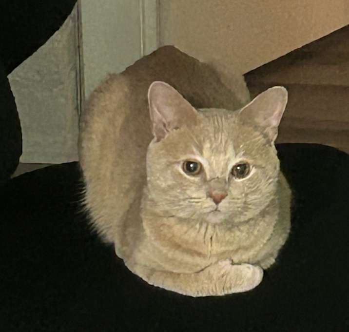 Photo of Cat daddy