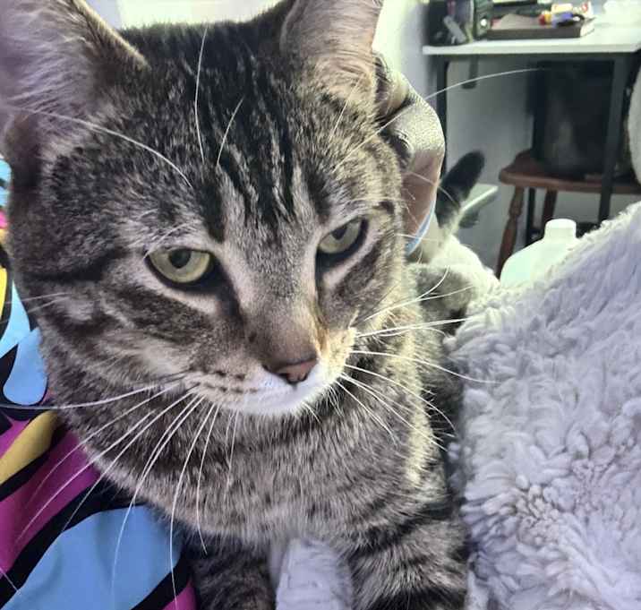 Photo of stitch