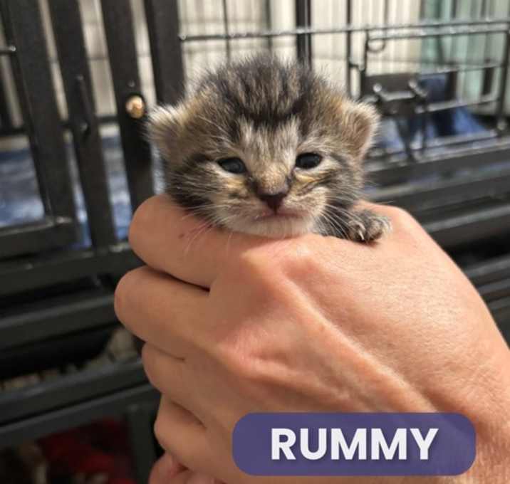 Photo of Rummy