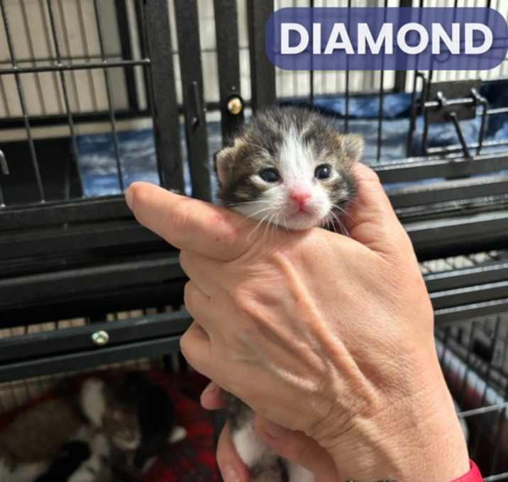 Photo of Diamond