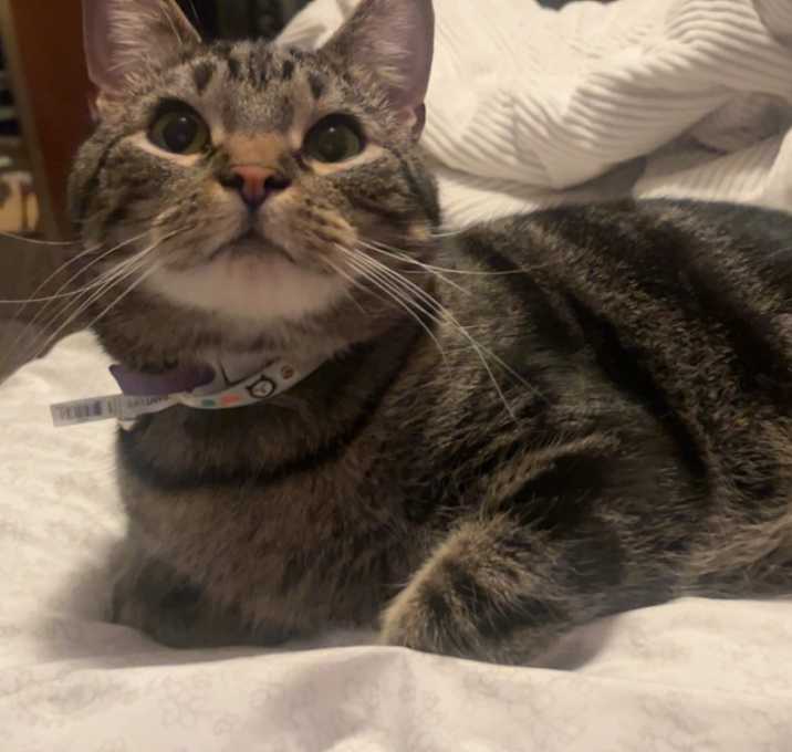 Photo of Mika