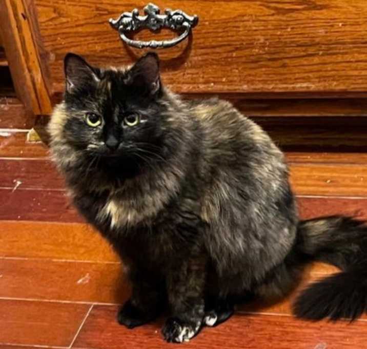Photo of COMET