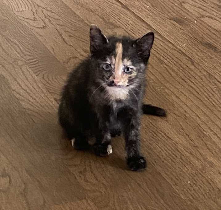 Photo of Pepperoni