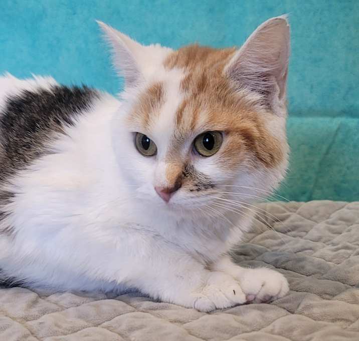Photo of Daphne