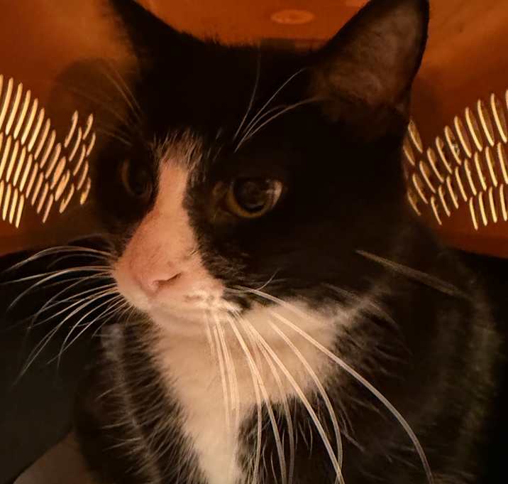 Photo of Tuxedo