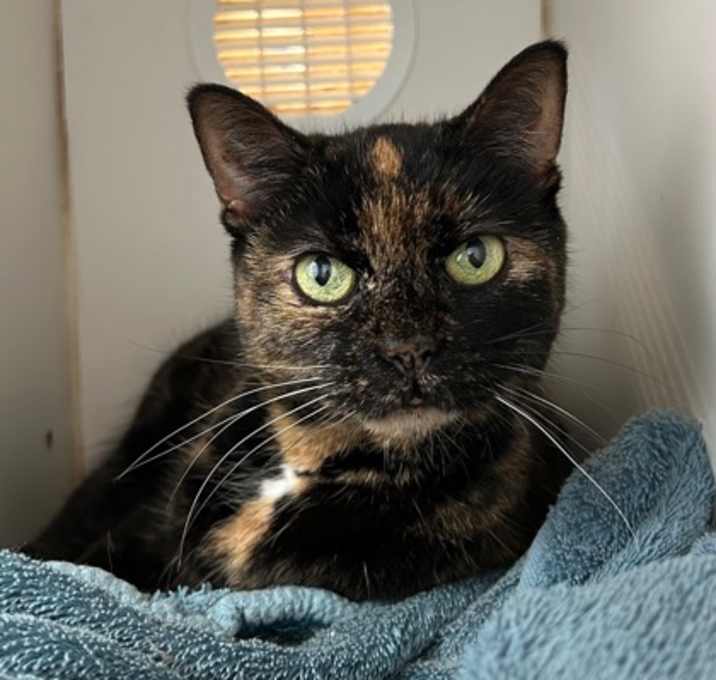 Photo of Ophelia
