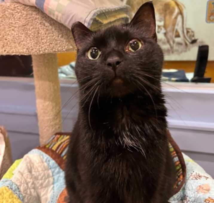 Photo of Amelia (Special Paws) (bonded