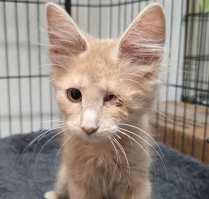 Photo of Peach