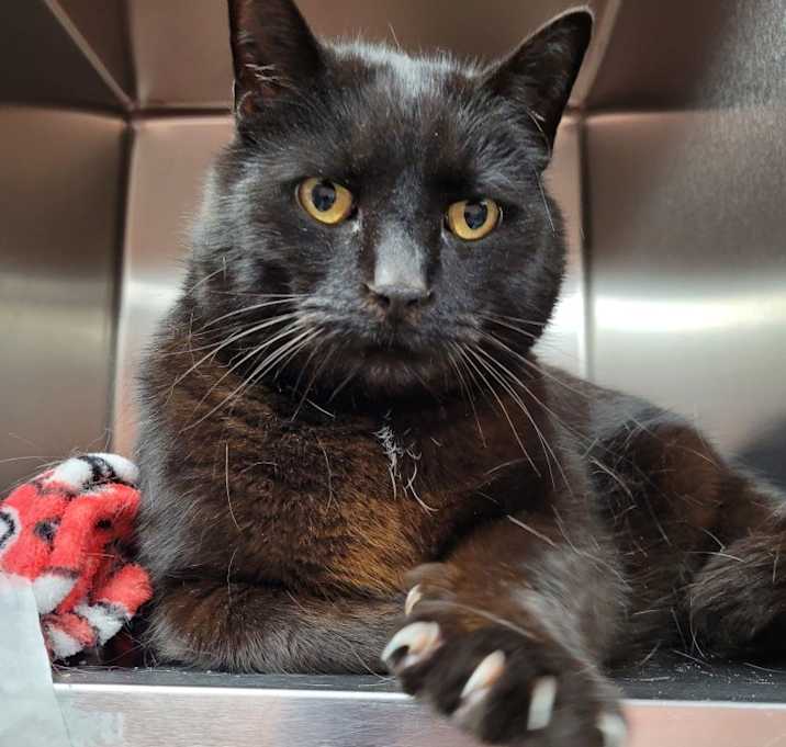 Photo of Anubis