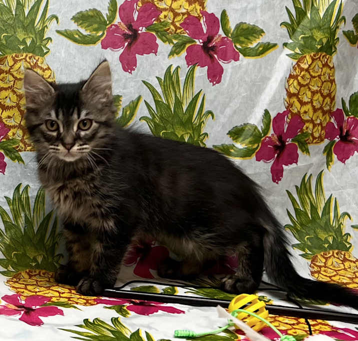 Photo of Atticus
