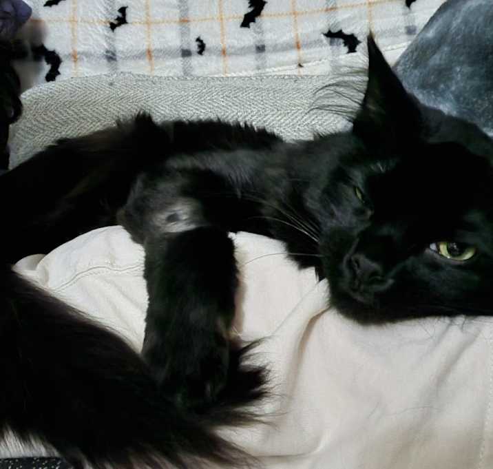 Photo of Sirius Septim