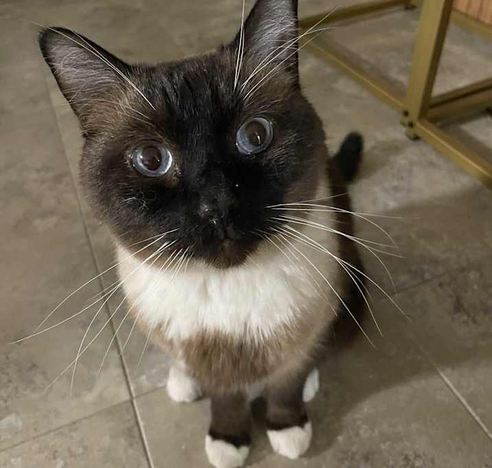 Photo of Miso
