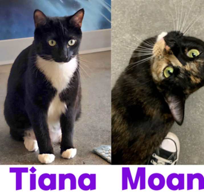 Photo of Tiana