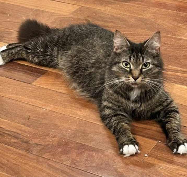 Photo of Tally
