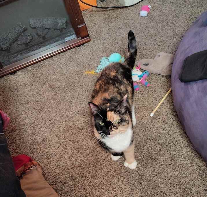 Photo of Gemini
