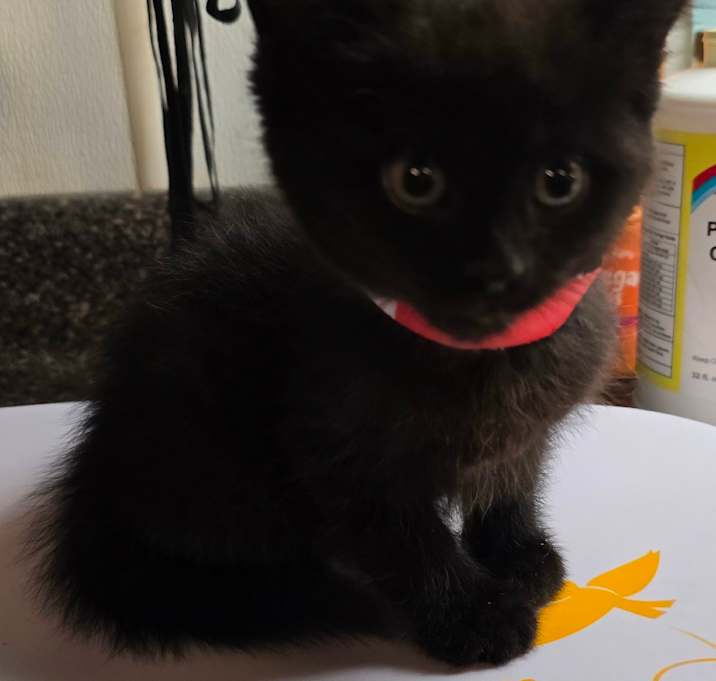 Photo of Smokey