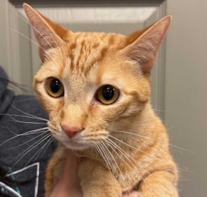 Photo of Peanut