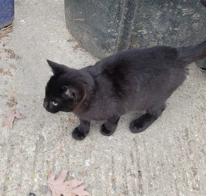 Photo of Sass & Spot (2 cats)