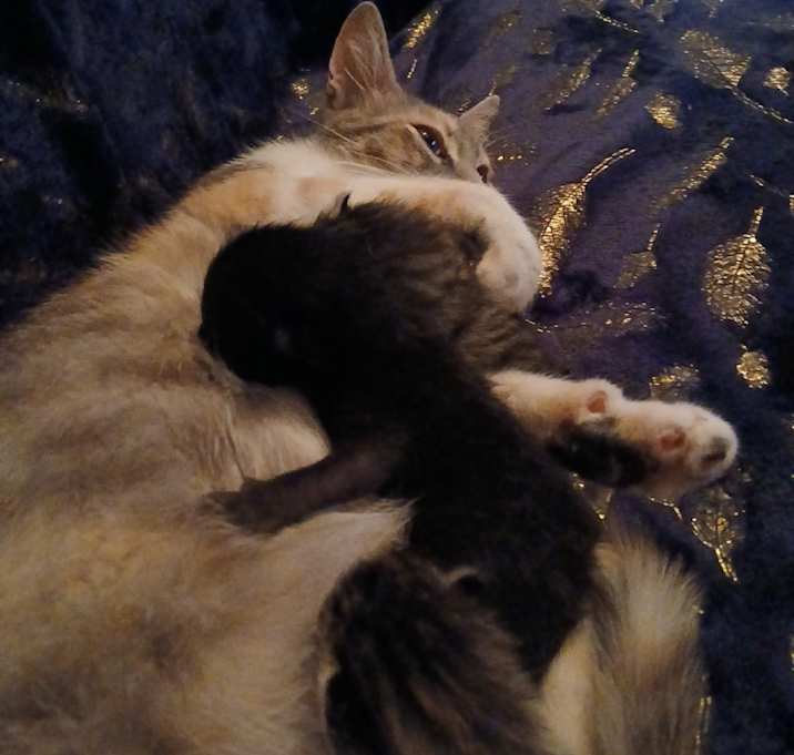 Photo of Bullet